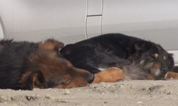 Köpek sürüsünün saldırdığı kadın canını zor kurtardı