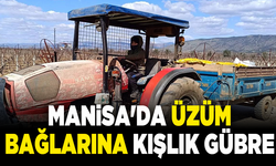 Manisa'da üzüm bağlarına kışlık gübre veriliyor
