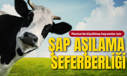 Manisa’da büyükbaş hayvanlar için şap aşılama seferberliği