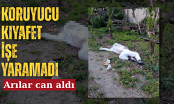 Arı sokması sonucu hayatını kaybetti