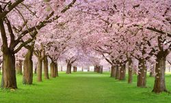 Sakura ne demek? Sakura'nın hikayesi, anlamı...