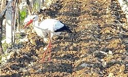 Leylek, Manisalı çiftçiyi yalnız bırakmadı