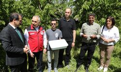 Salihli’de 3 bin ‘Samuray Arıcığı’ doğaya salındı