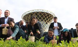 Çin'den geldiler, Rize'de çay topladılar!