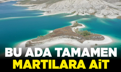 Bu ada tamamen martılara ait: Hem de Türkiye'de