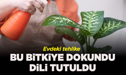 Evdeki tehlike: Bu bitkiye dokundu, dili tutuldu! “Kekeme gibi oldum”