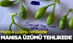 Manisa üzümü tehlikede: O tarihlerde şart!