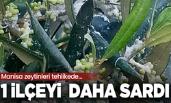 Manisa zeytinlerinde büyük tehlike; Oda Başkanı uyardı