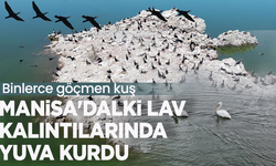 Binlerce göçmen kuş Manisa'daki lav kalıntılarında yuva kurdu