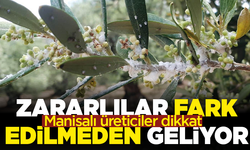 Manisalı üreticiler dikkat! Zararlılar fark edilmeden geliyor