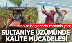 Manisa bağlarında zamanla yarış: Sultaniye üzümünde kalite mücadelesi