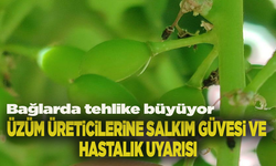 Bağlarda tehlike büyüyor: Üzüm üreticilerine salkım güvesi ve hastalık uyarısı