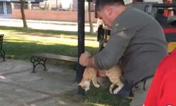 Manisa'da ağaçta mahsur kalan kedi kurtarıldı