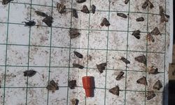 Manisa’da meyve üreticilerine ‘iç kurdu’ uyarısı