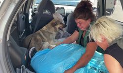 Tedavi için kliniğe getirdiği köpeği ölünce, yaralı sokak köpeğini gözyaşlarıyla sahiplendi