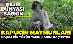 Kapuçin maymunlarının başka bir türün yavrularını "kaçırdığı" keşfedildi