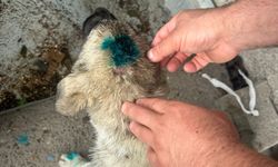 Alkollü adam yavru köpeği defalarca ısırdı