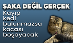Kayıp kedi bulunmazsa kocası boşayacak