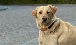 Bankada mahsur kalan köpek alarm sistemini devreye soktu: Çevredekiler hırsız var sandı