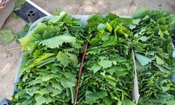 Sarıgöl’de bağ yaprağı sezonu açıldı