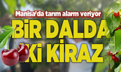 “Bu şekilde giderse ağaçları keseceğiz”: Manisa'da tarım alarm veriyor
