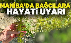 Manisa bağlarında hastalık alarmı: Külleme ve ölükol tehlikesi kapıda!