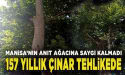 Manisa’da doğal miras tabela gölgesinde: 157 yıllık çınara zarar veriliyor
