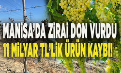 Manisa’da zirai don vurdu: 11 Milyar TL’lik üzüm felaketi