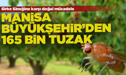 Sirke sineğine karşı doğal mücadele: Manisa Büyükşehir’den 165 bin tuzak