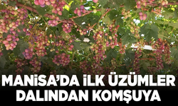 Manisa’da ilk üzümler dalından komşuya