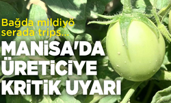 Bağda mildiyö, serada trips… Manisa'da üreticiye kritik uyarılar!