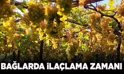 Bağcılar dikkat: İlaçlama zamanı!