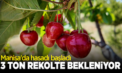 Manisa'da hasadı başladı: 3 ton rekolte bekleniyor