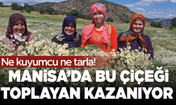 Ne kuyumcu ne tarla! Manisa’da bu çiçeği toplayan kazanıyor