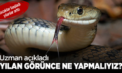 Sıcaklar başladı yılanlar arttı: Uzman açıkladı; Yılan görünce ne yapmalıyız?