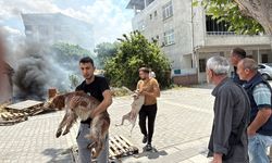 Alevler arasında kalan köpekler son anda kurtarıldı