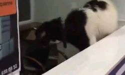 Kurban Bayramı'nda otogara giren inatçı keçi çekmeceden paraları alıp gitti