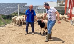 Cumhurbaşkanı Erdoğan'ın TDV'ye vekalet verdiği kurban Konya'da kesildi