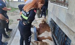 Bahçelievler'de kurbanlık boğayı kurtarma operasyonu