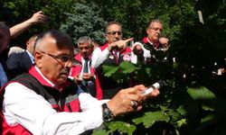 Türkiye'de kahverengi kokarcaya karşı 1 milyondan fazla samuray arısı salınımı yapılacak
