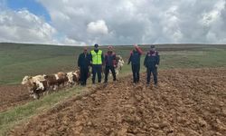 Kaybolan 9 büyükbaş hayvan, dronla bulundu