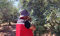Salihli’de ‘zeytin güvesi’ alarmı