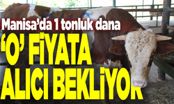 1 Tonluk kurbanlık o fiyata Manisa'da alıcı bekliyor