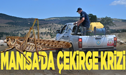 Manisa'da çekirge krizi! Büyükşehir sahada