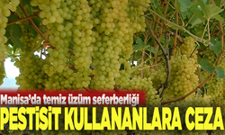Manisa’da temiz üzüm seferberliği: Pestisit kullananlara ceza uyarısı
