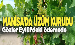 Manisa'da üzüm kurudu, gözler Eylül'deki ödemede