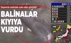 Depremin ardından şoke eden görüntü! Balinalar Japonya kıyılarına vurdu