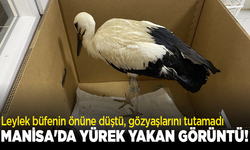 Manisa'da yürek yakan görüntü! Leylek büfenin önüne düştü, gözyaşlarını tutamadı