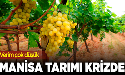 Manisa tarımı krizde! Verim çok düşük