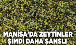 Manisa'da zeytinler şimdi daha şanslı